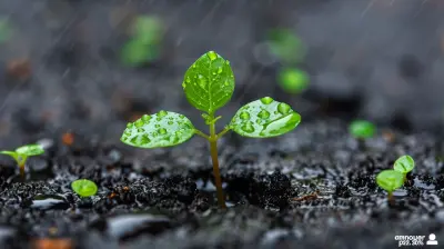 How Compound Interest Affects Dividend Reinvestment Plans